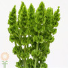 green filler features a tall stem, lined with clusters of eccentric, bell-shaped blooms