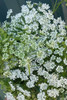 Tiny white clusters of flowers decorate the ornate bloom bunches of 10 stems.