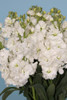 ruffled blooms that adorn tall leafy stalks.  Bunches have 10 stems.
