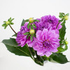 California Dahlias are an exquisite medium to  large bloom that swirls to a center eye. packed 10 stems to a bunch