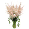 Astilbe has long-blooming, plume-like flowers in soft shades of white, pink and red. The flowers are held on tall, stiff stalks, above the airy foliage.