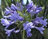 A "blue" purple flower with multiple blooms on a stem. Bunches of 5 stem.