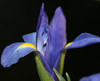 Iris has a deep blue petals open fully to expose a striking yellow throat.
