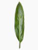 The Aspidistra averages 15" to 18" long and 3" to 6" wide, with large, lance-shaped leaves. It's highly versatile as background foliage, a tall accent, or lining clear vases.