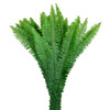 With its elegant fronds and feathery form, this fern is ideal for arrangements and bouquets. Although similar to the Tree Fern, the Sword Fern is native to the Pacific Northwest and grows 1' to 6' long.