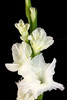 white - Glads