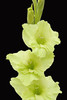 Green - Glads