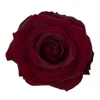 RP Black Pearl - Garden Rose