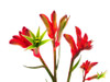 Kangaroo Paws