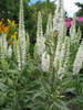 White Veronica is a unique filler flower featuring a long, thin bloom with numerous florets that add height and color.