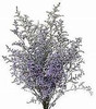A lavender filler flower features branching heads of tiny light purple flowers.