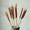 Cattails