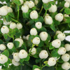 A white bunch of hypericum has a smooth, shiny texture and are ideal to accompany any bouquet or arrangement. 