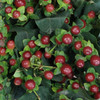 A brown bunch of hypericum has a smooth, shiny texture and are ideal to accompany any bouquet or arrangement. Brown