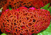 A bunch of brain celosia, also called cockscomb. Celosia Flowers features velvety blooms that swirl into scalloped shapes. 5 stems per bunch.
