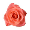 Rose, Orange