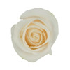 Vendela - Rose