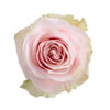 Pink Mondial - Rose