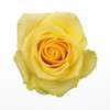 Soft yellow rose packed 25 stems to a bunch.