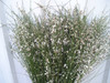 Ginestra comes in white.  yellow, pink, hot pink Comes 10 stems to a bunch.