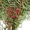 Pepperberry