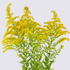 10 stems of solidago.