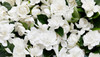 Gardenia Flowers have beautifully full, white heads and are classic as wedding flowers. The tone is off-white with layered petals that reveal a wide open blossom.