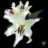 White Oriental Lily flowers have a star-shaped bloom with windswept edges.  They have 10 stems to a bunch.
