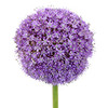 Allium are part of the onion family and consist of a medium stem topped by the green and purple bulb. There are 5 stems to a bunch.