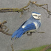 4.5" Bluejay