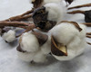 Natural Cotton Spray 