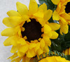 Sunflower Bush (x 14)