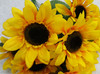 Sunflower Bush (x 9)