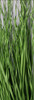Field Grass Bush