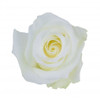 With its pure, almost optic, white petals they are packed 25 per bunch.