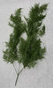 Flocked Asparagus (plumosa) Vine