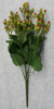 Hypericum Bush (x 9)