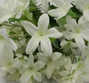 Stephanotis Bush (X 9)