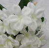 Stephanotis Bundle (X 5)