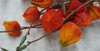 Chinese Lantern Bush