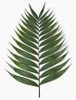 Medium Size Kommodore has languid pairs of leaves travel up a sturdy stem. Bunches packed approximately 20 stems.