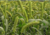 Millets are a group of highly variable small-seeded grasses.  Comes 10 stems to a bunch.