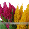 plume Celosia