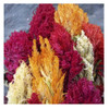 The flower heads of plume type celosia  are soft, velvety and feathery.  They come 5 stems to a bunch.