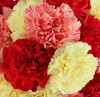 Fall colored carnations: Burgundy, Orange, Yellow, Purple.  All carnations come packed 25 per pack with 350 per box.
