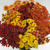 Fall Cushion, daisy, novelty pomps packed 7 stems to a bunch and 24 bunches to a box.
