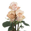 Quicksand - Rose