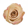Quicksand - Rose