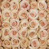 Quicksand - Rose