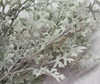 Dusty Miller Bush (X 9)